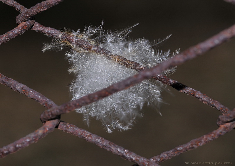 I colori dell''Inverno....